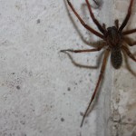 Spinnen voorkomen